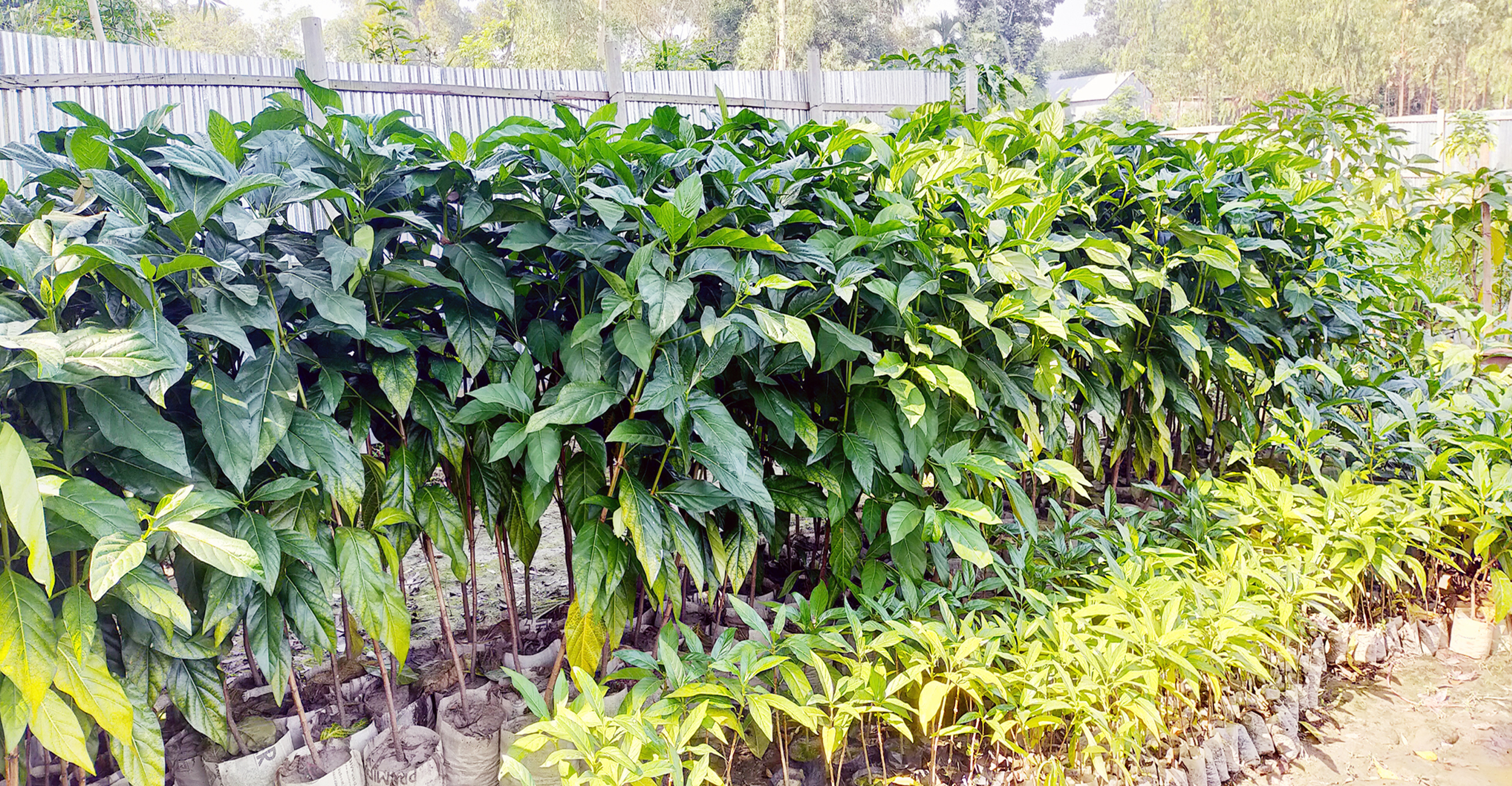‘ননী ফল’ বাণিজ্যিকভাবে চাষ হচ্ছে কালিহাত